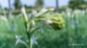 augmented_Polianthes tuberosa flower9_blurred.jpeg